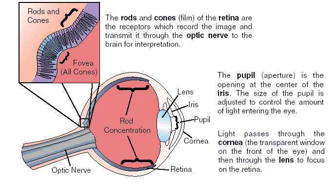 eye rods and cones diagram